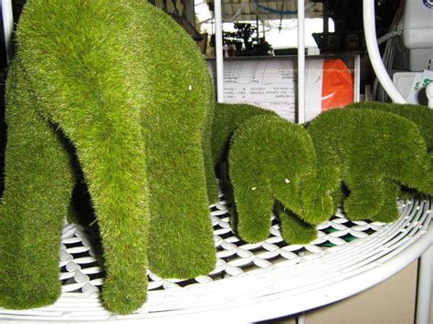 Afbeeldingsresultaten voor Elephant Moss