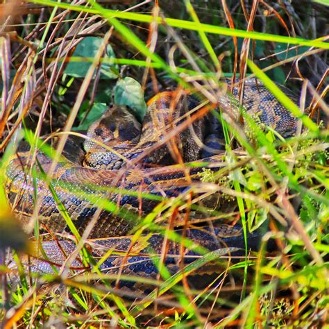 Image result for Python Snake Coiled Photography