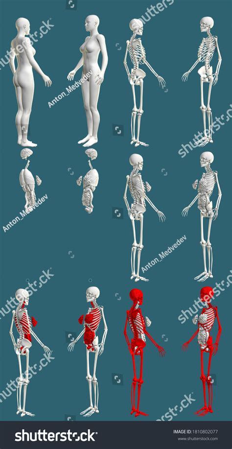 Image result for Female Skeleton Internal Anatomy