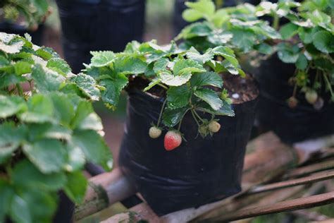 Image result for Nursery Kids Study Material