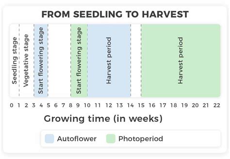Autoflower Grow Chart に対する画像結果