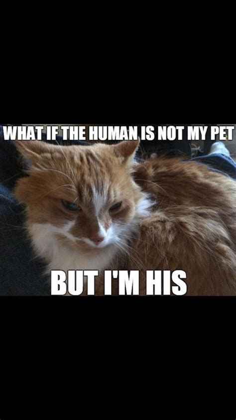 Image result for Cat Brain Processing Meme