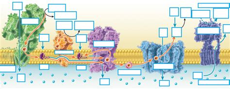 Visual Representation of Electron Transport Chain に対する画像結果