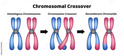 Image result for Edge Crossover Genetic Algorithm