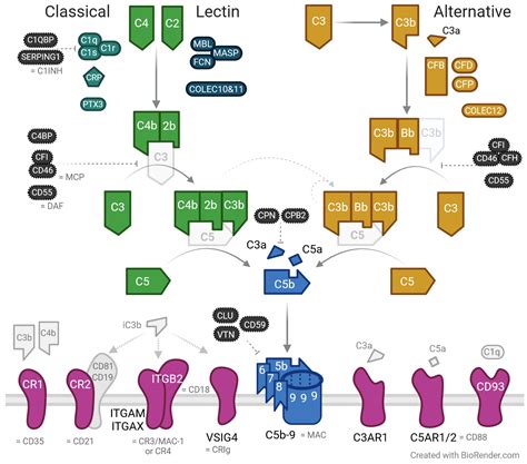 Image result for Complement System Terminal Pathway