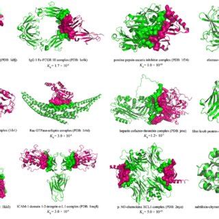 Afbeeldingsresultaten voor Complex Protein Examples