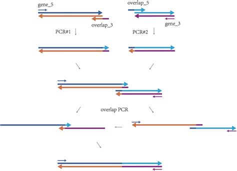 Toradh íomhá ar DNA Shape for Python