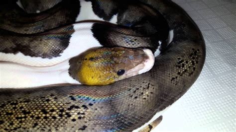 Pied Reticulated Python に対する画像結果
