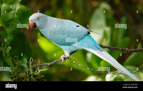 Image result for Parrot On Tree