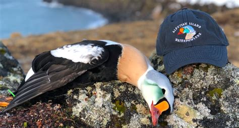 Alaska Duck Hunting に対する画像結果