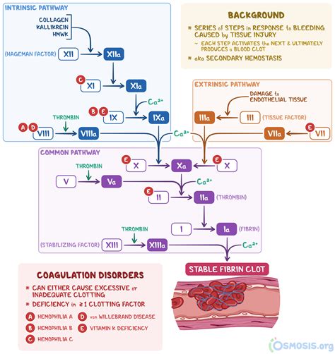 Coagulation Cascade For Dummies に対する画像結果