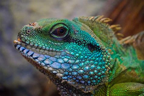 Image result for Lizard Printable