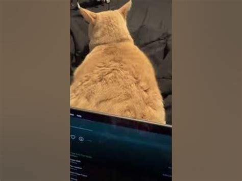 Afbeeldingsresultaten voor Jaws Theme Song