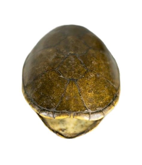 Image result for Multigrain Turtle Shells