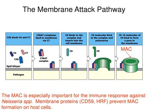 Toradh íomhá ar Complement C3 Production