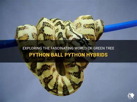 Python Hybrids Colorful ಗಾಗಿ ಇಮೇಜ್ ಫಲಿತಾಂಶ