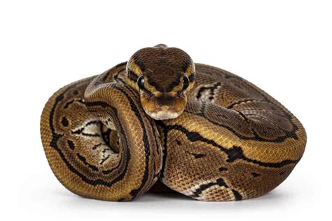Toradh íomhá ar Royal Python Morph