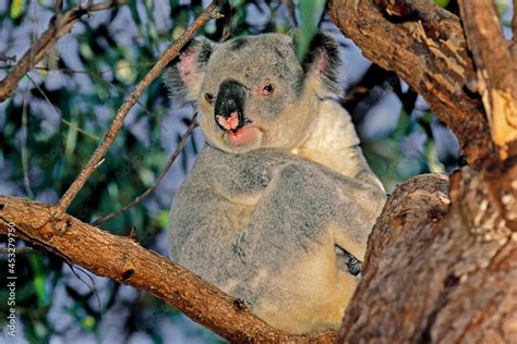 Koala Sitting in Tree No Background に対する画像結果
