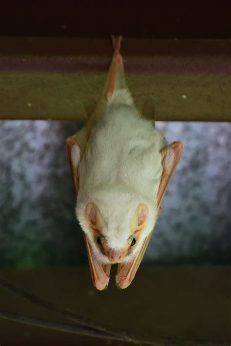 Image result for Ghost Bat
