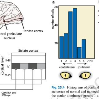 Afbeeldingsresultaten voor Columnar Organization of Visual Cortex Mouse