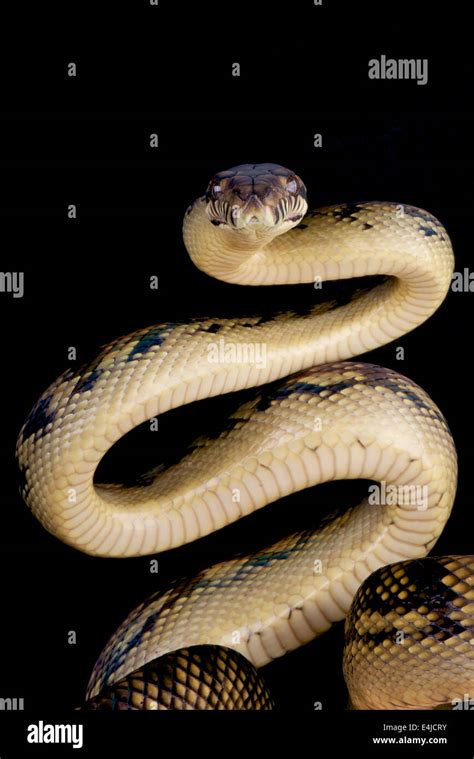 Afbeeldingsresultaten voor Coomera Scrub Python