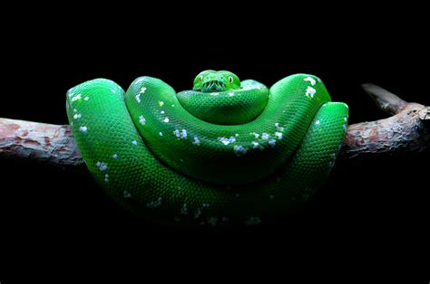 Picture of Green Tree Python に対する画像結果