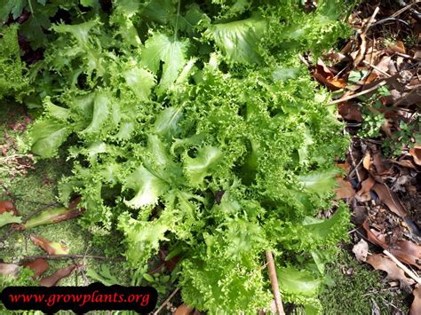 Image result for Curly Endive Lettuce