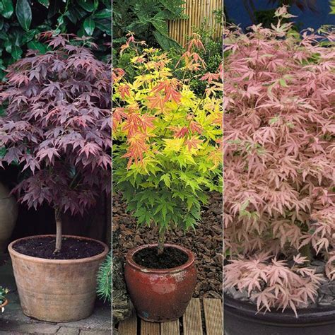 Image result for Container Japanese Maple Tree