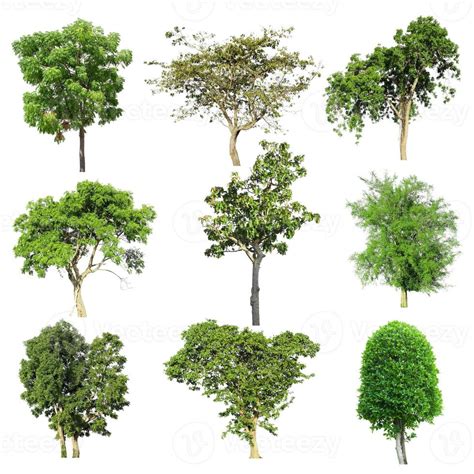 Image result for Tree Only Shape