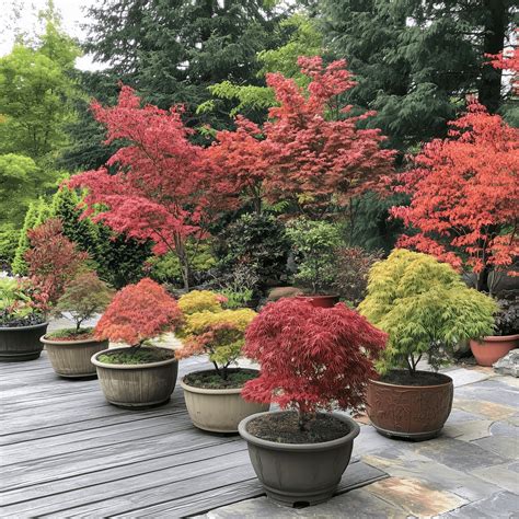 Image result for Container Japanese Maple Tree