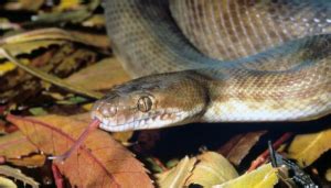 Image result for Adult Children Python