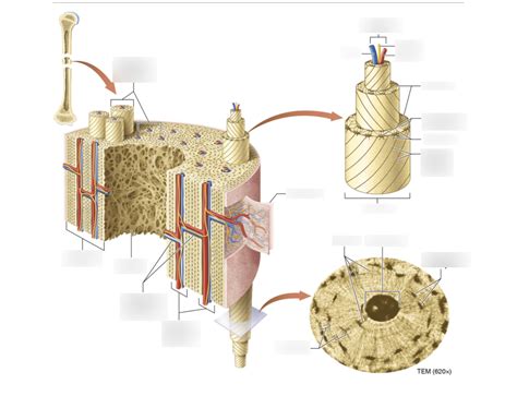 Examples of Compact Bone に対する画像結果