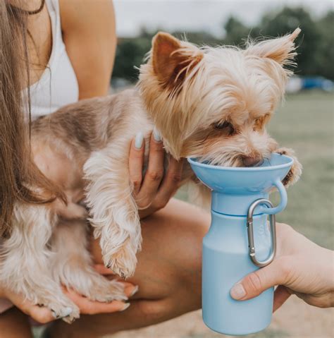 Image result for Java Log Chew