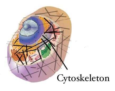 Image result for How to Make a Cytoskeleton Project