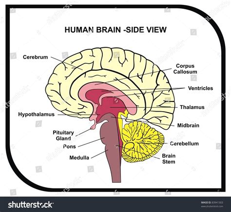 Image result for Brain Structure Side View