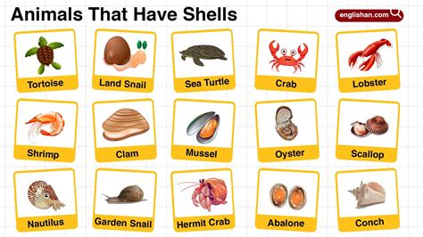 Image result for Sea Shell Animals