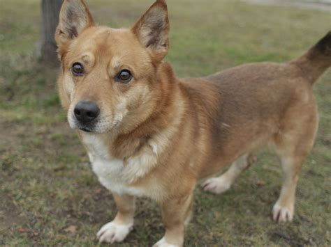 Toradh íomhá ar German Shepherd Corgi