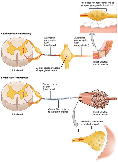 Image result for Autonomic Nervous System Examples