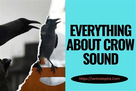 Crow Sounds Different に対する画像結果