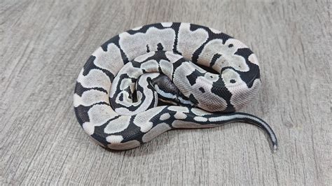 Image result for Axanthic Ghost Spider Ball Python