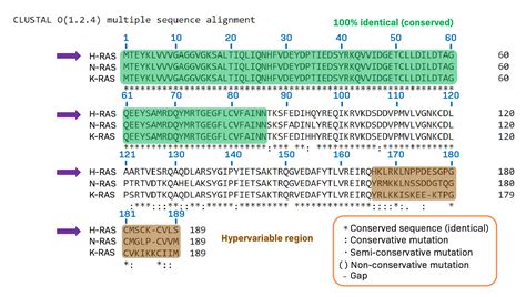 Image result for Proetin Sequence Alignment