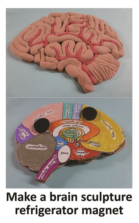 Toradh íomhá ar Inside of Brain Model Simple