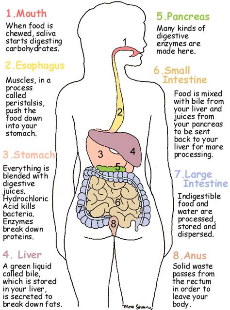 Image result for Digestive System Process In Order