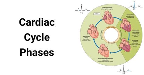 Toradh íomhá ar Cardiac Cycle Steps Simple