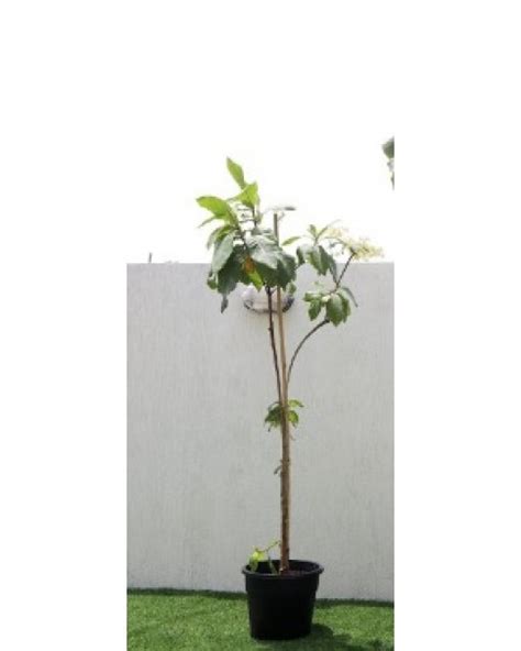 Image result for Badam Tree