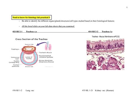 AP Lab Functional Histology Practicals に対する画像結果