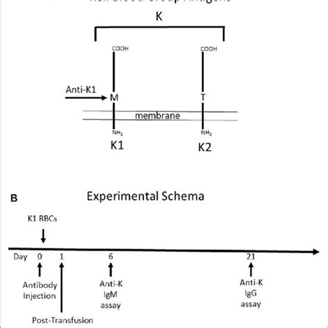 Toradh íomhá ar Lab Mouse Schematic