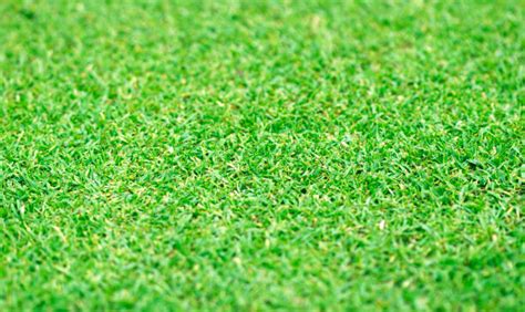 Golf Turf Graphic に対する画像結果