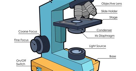 Toradh íomhá ar Compound Light Microscope Labeled Diagram