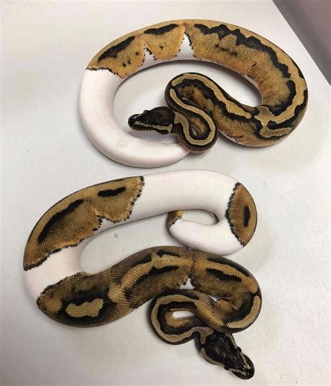 Full-Grown Royal Python に対する画像結果